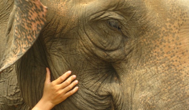 Elephant Nature Park in Chiang Mai, Thailand